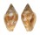 COLUMBELLIDAE COLUMBELLA RUSTICA shell