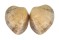 VENERIDAE MARCIA HIANTINA shell