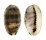 CYPRAEIDAE MELICERONA LISTERI MELVILLI shell