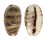 CYPRAEIDAE MELICERONA LISTERI MELVILLI shell