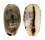 CYPRAEIDAE MELICERONA LISTERI MELVILLI shell