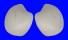 VENERIDAE PITAR PRORA shell