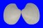 VENERIDAE PITAR PRORA shell