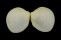 CARDIIDAE FRAGUM ERUGATUM shell