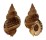 BURSIDAE BURSA GRANULARIS shell