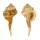 RANELLIDAE CYMATIUM SPRINGSTEENI shell