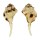 RANELLIDAE RANULARIA EXILE shell