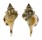 RANELLIDAE SEPTA VESPACEUM shell