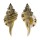 RANELLIDAE SEPTA VESPACEUM shell