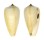 CONIDAE CONUS PARIUS shell
