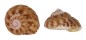TROCHIDAE CLANCULUS FLORIDUS shell