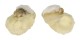 MODULIDAE MODULUS TECTUM shell