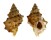 BURSIDAE BURSA QUIRIHORAI shell