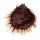 SPONDYLIDAE SPONDYLUS VARIANS shell