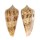 CONIDAE CONUS NEPTUNUS shell