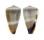 CONIDAE CONUS FLAVIDUS shell