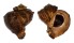 MURICIDAE RAPANA RAPANIFORMIS shell