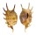 STROMBIDAE LAMBIS LAMBIS shell