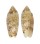 OLIVIDAE OLIVA SEMMELINKI shell