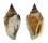 STROMBIDAE STROMBUS URCEUS shell