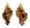 MURICIDAE CHICOREUS STRIGATUS shell