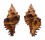 MURICIDAE CHICOREUS STRIGATUS shell