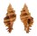 MURICIDAE CHICOREUS STRIGATUS shell