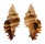 MURICIDAE CHICOREUS STRIGATUS shell