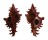MURICIDAE CHICOREUS SAULII shell