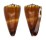 CONIDAE CONUS VITULINUS shell
