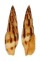MITRIDAE MITRA INCOMPTA shell