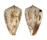 CONIDAE CONUS PAPILLIFERUS shell