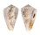 CONIDAE CONUS PAPILLIFERUS shell