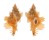 MURICIDAE CHICOREUS CELINAMARUMAI shell