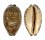 CYPRAEIDAE MAURITIA EGLANTINA shell