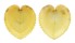 CARDIIDAE CORCULUM CARDISSA shell