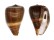 CONIDAE CONUS LOROISII INSIGNIS shell