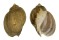 BUCCINIDAE VOLUTHARPA PERRYI shell