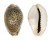 CYPRAEIDAE EROSARIA TURDUS WINCKWORTHI shell