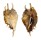 STROMBIDAE LAMBIS MILLEPEDA shell
