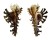 MURICIDAE HOMALOCANTHA cf. VICDANI shell