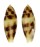 CONIDAE CONUS MITRATUS shell