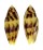 CONIDAE CONUS MITRATUS shell