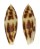 CONIDAE CONUS MITRATUS shell