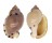 CASSIDAE CASMARIA PONDEROSA shell