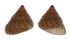 TROCHIDAE CLANCULUS MARGARITARIUS shell