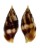 MITRIDAE NEBULARIA CHRYSOSTOMA shell