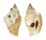 STROMBIDAE STROMBUS VARIABILIS shell