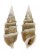 CERITHIIDAE RHINOCLAVIS VERTAGUS shell