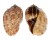 HARPIDAE HARPA MAJOR shell
